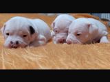 Safkan Orjinal Dogo Argentino Yavrular