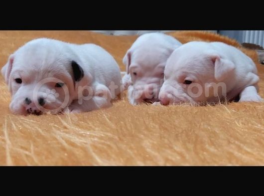 Safkan Orjinal Dogo Argentino Yavrular görsel