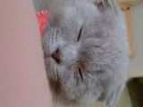 Scottish Yavru Kedi