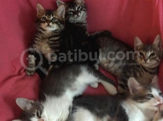 5  Tüy Yumakları görsel