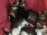5  tüy yumakları