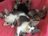 5  Tüy Yumakları