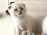 Scottish Bluepoint Dişi Ve Beyaz British Shorthair Erkek Yavrumuz