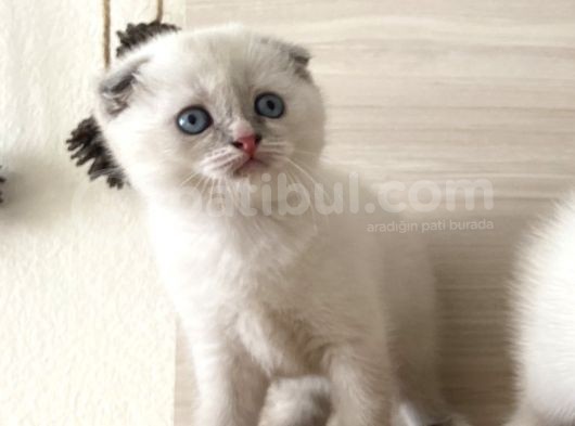 Scottish Bluepoint Dişi Ve Beyaz British Shorthair Erkek Yavrumuz görsel
