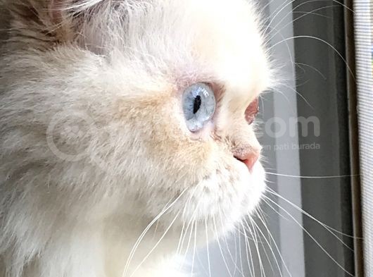 Yetişkin Dişi İran görsel