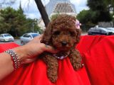 Dişi Erkek Red Brown Toy Poodle Yavrular