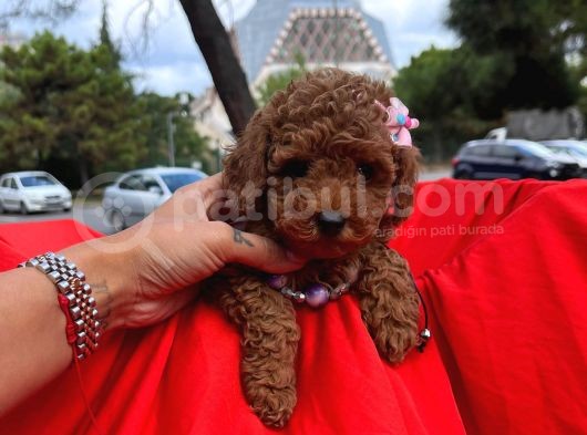 Dişi Erkek Red Brown Toy Poodle Yavrular görsel