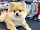 5 Aylık Pomeranian Boo Oglumuz