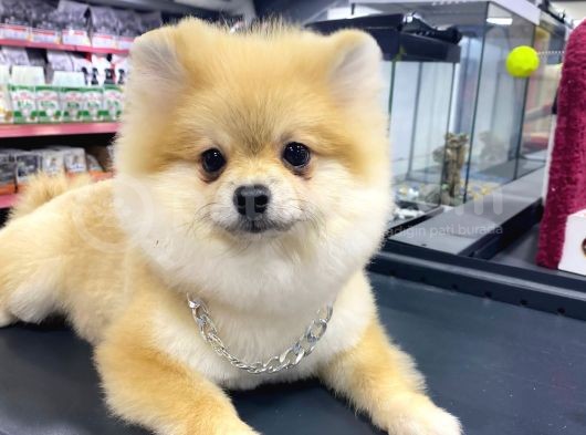 5 Aylık Pomeranian Boo Oglumuz görsel