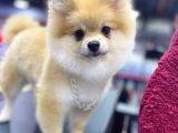 5 Aylık Pomeranian Boo Oglumuz