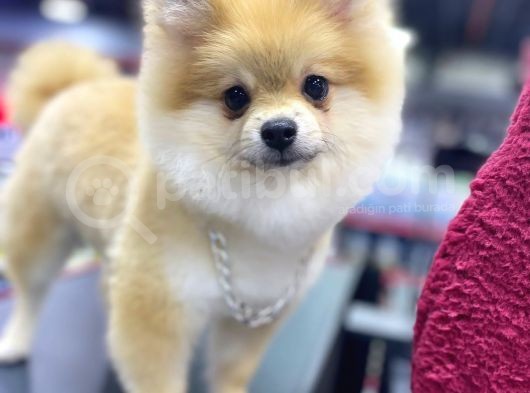 5 Aylık Pomeranian Boo Oglumuz