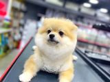 5 Aylık Pomeranian Boo Oglumuz