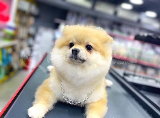 5 Aylık Pomeranian Boo Oglumuz görsel