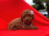 Dişi Erkek Red Brown Toy Poodle Yavrular
