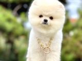Ayıcık Surat Boo Pomeranian Yavrular