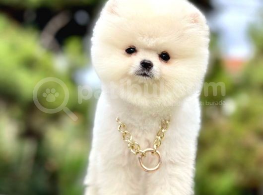 Ayıcık Surat Boo Pomeranian Yavrular görsel