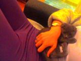 Yavru Scottish Fold