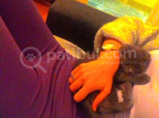 Yavru Scottish Fold görsel