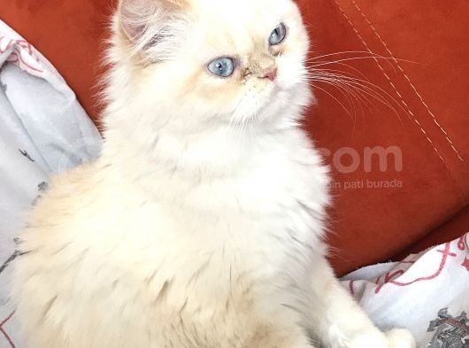 Yetişkin Dişi İran görsel