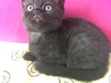 Orjinal Scottish Fold