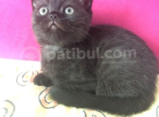 Orjinal Scottish Fold