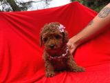 Dişi Erkek Red Brown Toy Poodle Yavrular