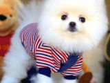 Teddy Bear Pomerani̇an Boo Oğlumuz Boby