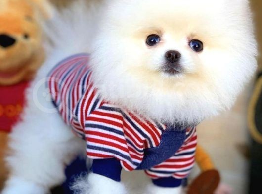 Teddy Bear Pomerani̇an Boo Oğlumuz Boby görsel