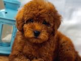 Baby Face Di̇şi̇ Red Brown Toy Poodle Yavrumuz