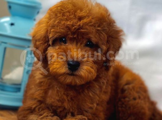 Baby Face Di̇şi̇ Red Brown Toy Poodle Yavrumuz görsel