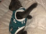 Yavru Scottish Fold