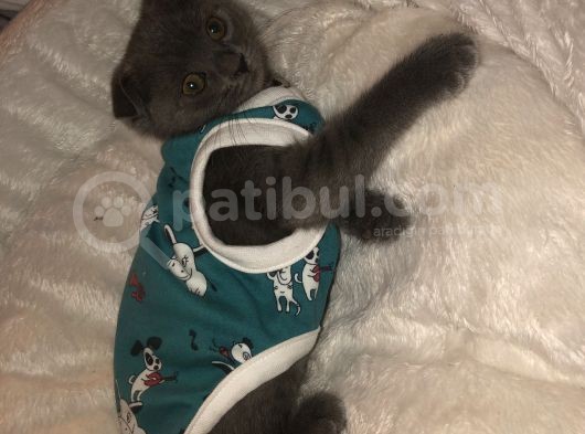 Yavru Scottish Fold