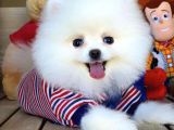 Teddy Bear Pomerani̇an Boo Oğlumuz Boby