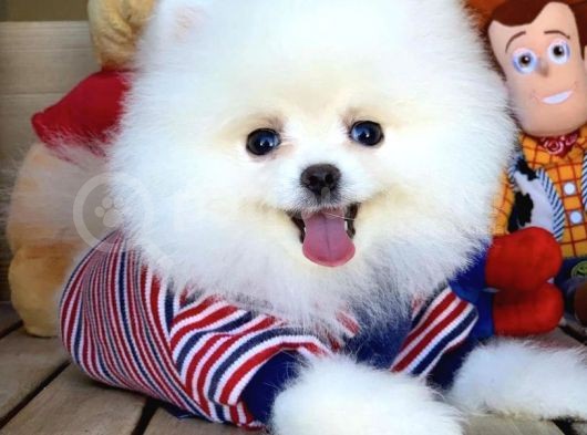 Teddy Bear Pomerani̇an Boo Oğlumuz Boby