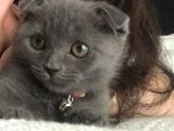 Yavru Scottish Fold