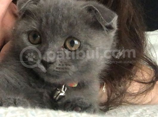 Yavru Scottish Fold görsel
