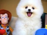 Teddy Bear Pomerani̇an Boo Oğlumuz Boby