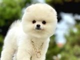 Ayıcık Surat Boo Pomeranian Yavrular