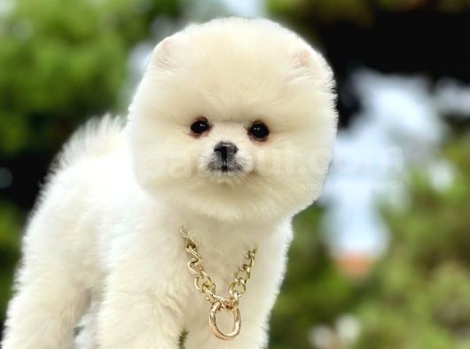 Ayıcık Surat Boo Pomeranian Yavrular görsel