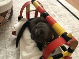Yavru Scottish Fold