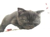 Orjinal Scottish Fold