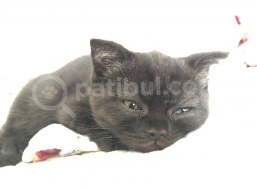 Orjinal Scottish Fold görsel