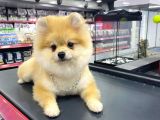 5 Aylık Pomeranian Boo Oglumuz