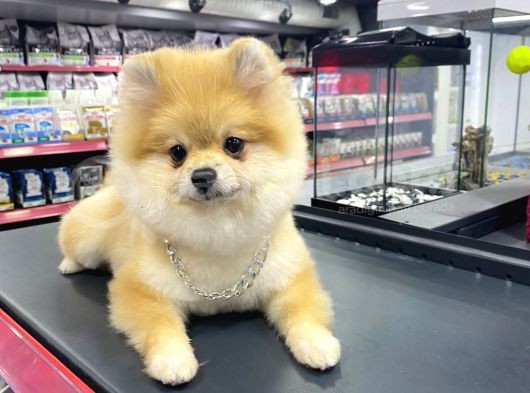 5 Aylık Pomeranian Boo Oglumuz görsel