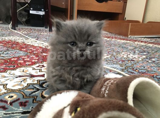 A Kalite Yavrular görsel