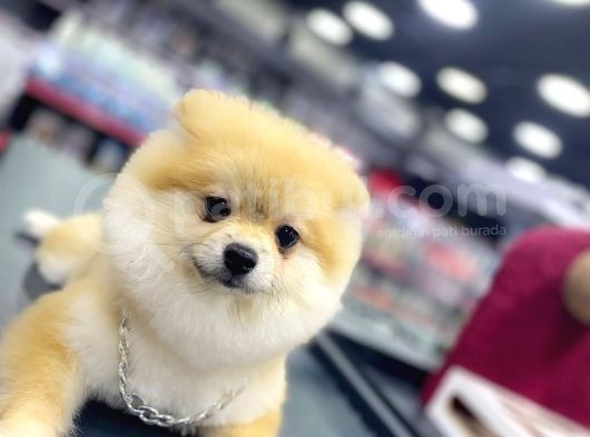 5 Aylık Pomeranian Boo Oglumuz görsel