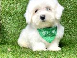 Maltese Orjinal Mini Boy Küt Burun Yavrular