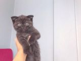 Orjinal Scottish Fold