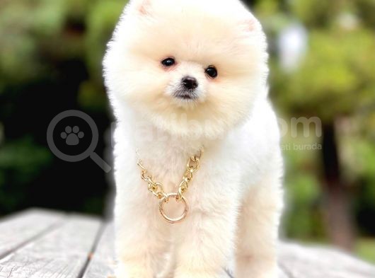 Ayıcık Surat Boo Pomeranian Yavrular