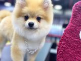5 Aylık Pomeranian Boo Oglumuz